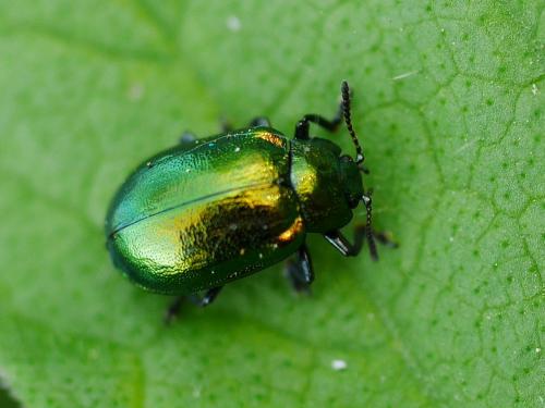 Réf. 277 756 : Plagiosterna aenea